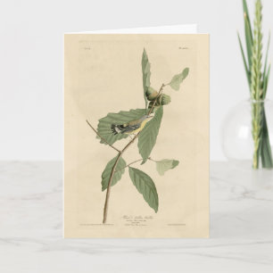 Zwarte en gele Warbler, Amerikaanse vogels van Aud Kaart