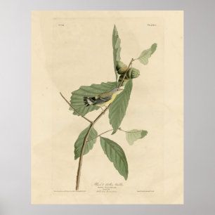 Zwarte en gele Warbler, Amerikaanse vogels van Aud Poster