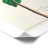 Zwarte en gele Warbler, Poster van Audubon (Hoek)