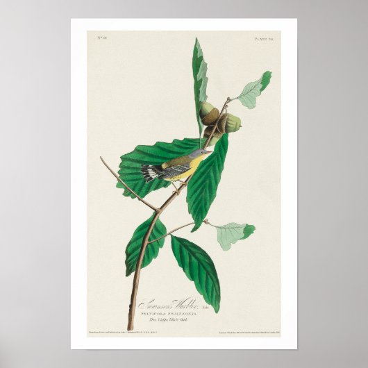 Zwarte en gele Warbler, Poster van Audubon (Voorkant)