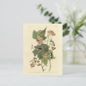 Zwarte en gele Warblers Amerikaanse vogels Briefkaart (Staand voorkant)