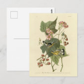 Zwarte en gele Warblers Amerikaanse vogels Briefkaart (Voorkant / Achterkant)