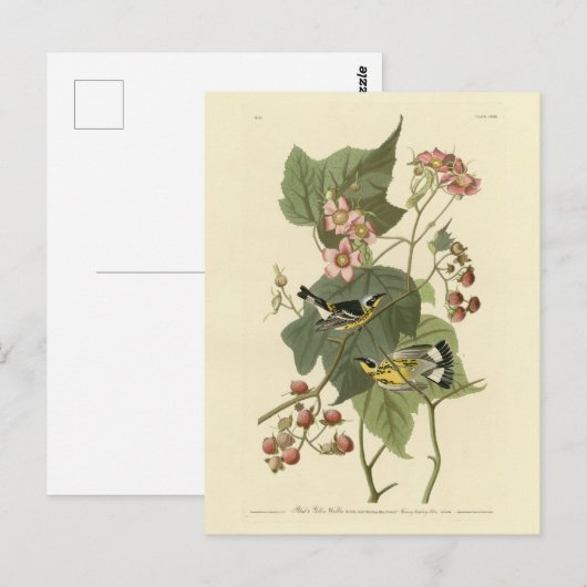 Zwarte en gele Warblers Amerikaanse vogels Briefkaart (Voorkant / Achterkant)