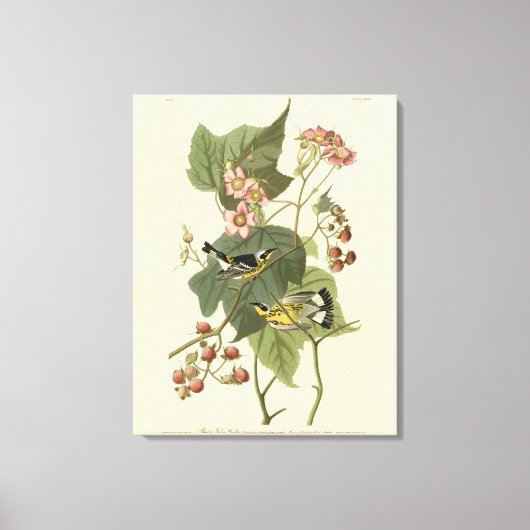 Zwarte en gele Warblers Amerikaanse vogels Canvas Afdruk (Voorkant)