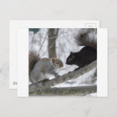 Zwarte en grijze eekhoorn briefkaart (Voorkant / Achterkant)