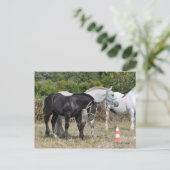 Zwarte en grijze percheronveulens in Frankrijk Briefkaart (Staand voorkant)