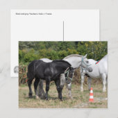 Zwarte en grijze percheronveulens in Frankrijk Briefkaart (Voorkant / Achterkant)