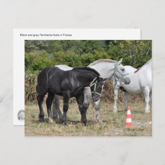 Zwarte en grijze percheronveulens in Frankrijk Briefkaart (Voorkant / Achterkant)
