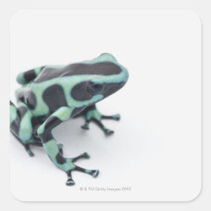 zwarte en groene gifkikker ( dendroba ) vierkante sticker