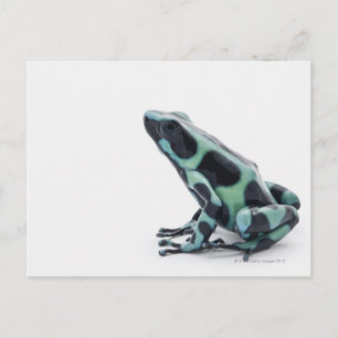 Zwarte en groene giftige kunstkikker briefkaart