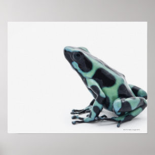 Zwarte en groene giftige kunstkikker poster