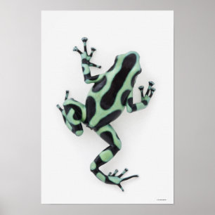 Zwarte en groene giftige kunstkikker poster