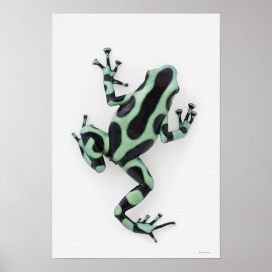Zwarte en groene giftige kunstkikker poster (Voorkant)
