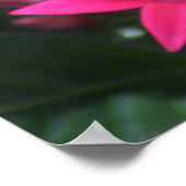 Zwarte en Oranje Butterfly 2 Poster (Hoek)