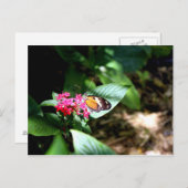 Zwarte en Oranje vlinder Briefkaart (Voorkant / Achterkant)