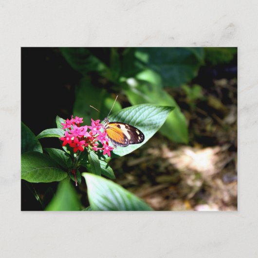 Zwarte en Oranje vlinder Briefkaart (Voorkant)