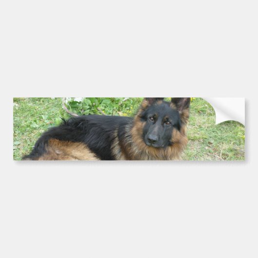 Zwarte en Tan Alsatian Bumpersticker (Voorkant)