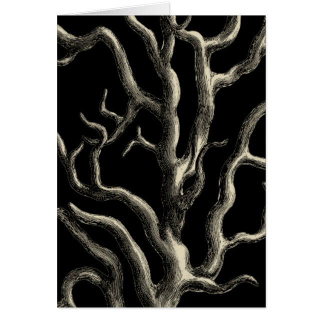 Zwarte en Tan Coral (Voorkant)