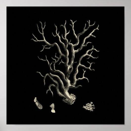 Zwarte en Tan Coral Poster (Voorkant)