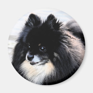 Zwarte en Tan Pomeranian Magnet