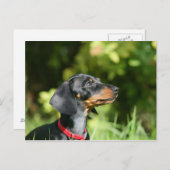 Zwarte en Tan Tekkel 3 van Miniture Briefkaart (Voorkant / Achterkant)