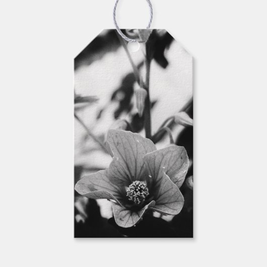Zwarte en witte Abutilon Pictum Flower Birthday Cadeaulabel (Voorkant)