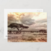 Zwarte en witte acia op de Afrikaanse Savanna Briefkaart (Voorkant / Achterkant)