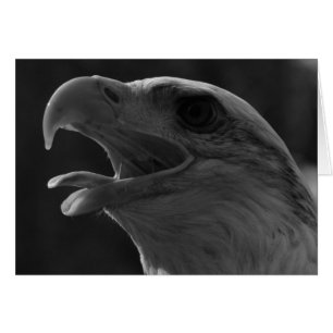 Zwarte en witte adelaar