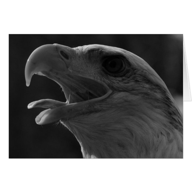 Zwarte en witte adelaar (Voorkant Horizontaal)