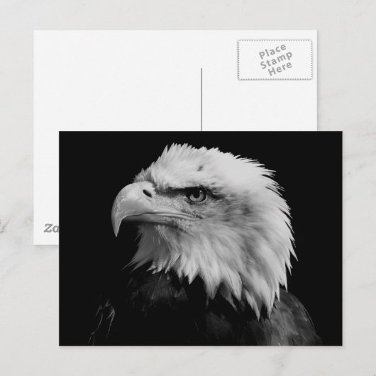 Zwarte en witte adelaar briefkaart (Voorkant / Achterkant)