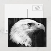 Zwarte en witte adelaar briefkaart (Voorkant / Achterkant)