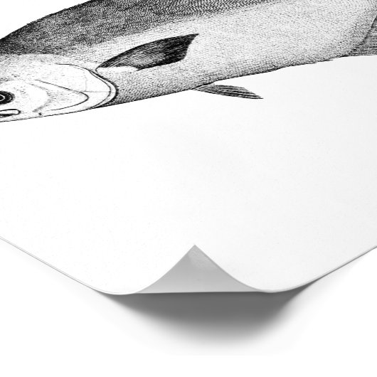 Zwarte en witte  afbeelding van de Pompaan Poster (Hoek)