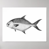 Zwarte en witte  afbeelding van de Pompaan Poster (Voorkant)