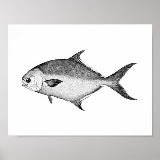 Zwarte en witte  afbeelding van de Pompaan Poster (Voorkant)