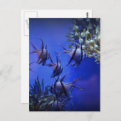 Zwarte en Witte Angelvis in het Deep Blue Zee Briefkaart (Voorkant / Achterkant)