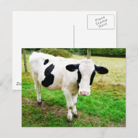 Zwarte en witte Apostrophe S Cow Briefkaart (Voorkant / Achterkant)