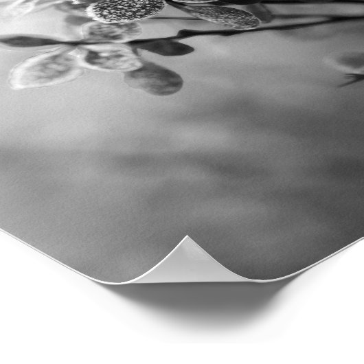  zwarte en witte barbes verlaat natuur foto poster (Hoek)