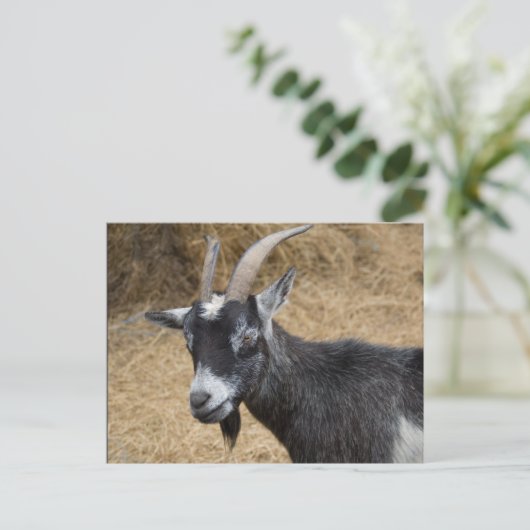 Zwarte en witte Billy Goat Briefkaart (Staand voorkant)