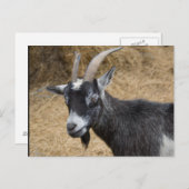 Zwarte en witte Billy Goat Briefkaart (Voorkant / Achterkant)