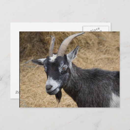 Zwarte en witte Billy Goat Briefkaart (Voorkant / Achterkant)