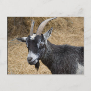 Zwarte en witte Billy Goat Briefkaart