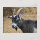 Zwarte en witte Billy Goat Briefkaart (Voorkant)