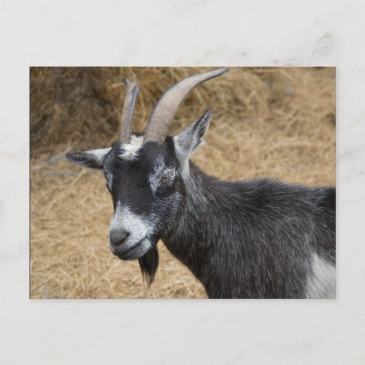 Zwarte en witte Billy Goat Briefkaart (Voorkant)