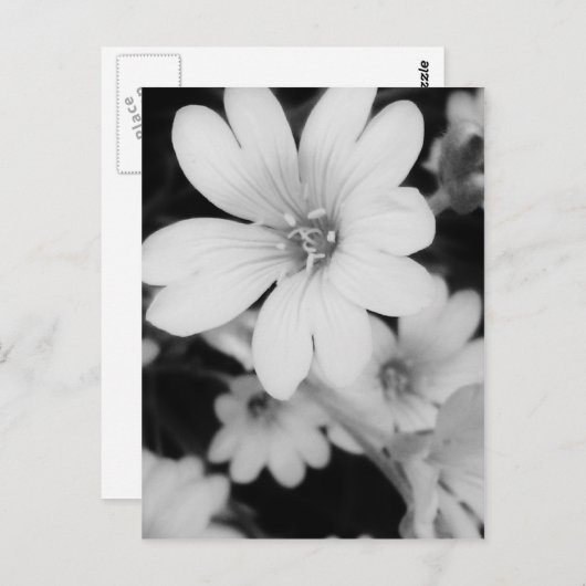 Zwarte en witte bloem briefkaart (Voorkant / Achterkant)