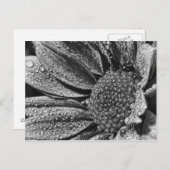 Zwarte en witte bloem met ochtenddauw, briefkaart (Voorkant / Achterkant)