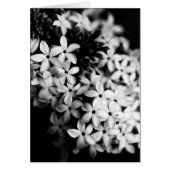 zwarte en witte bloemen (Voorkant)