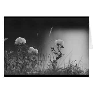 Zwarte en witte bloemen