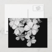 Zwarte en witte bloemen briefkaart (Voorkant / Achterkant)