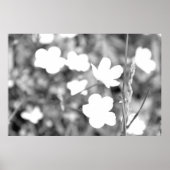 Zwarte en witte bloemen Moderne kunstfoto's Poster (Voorkant)