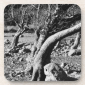 ZWARTE EN WITTE BOMEN BIER ONDERZETTER (Voorkant)